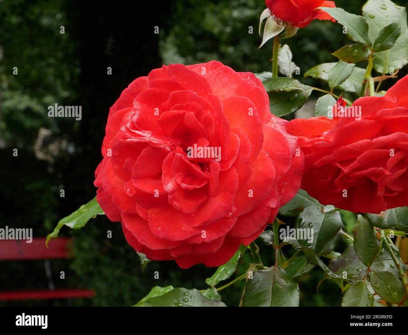 Red roses background. Flowers close view wallpaper Stock Photo - Alamy