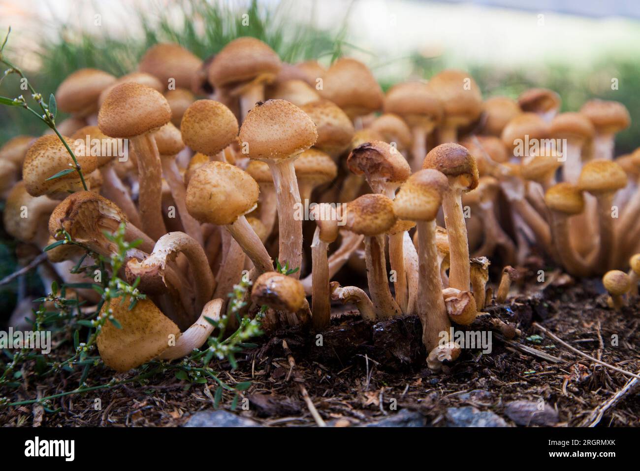 Armillaria mellea Honey Fungus Stock Photo