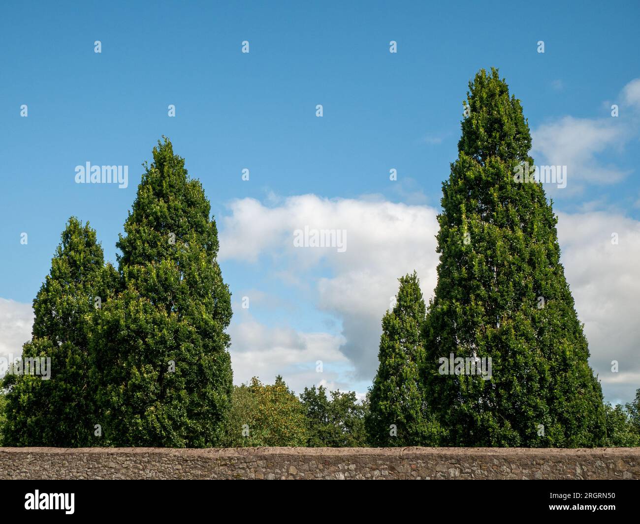 Trees over the stone fence background Stock Photo - Alamy