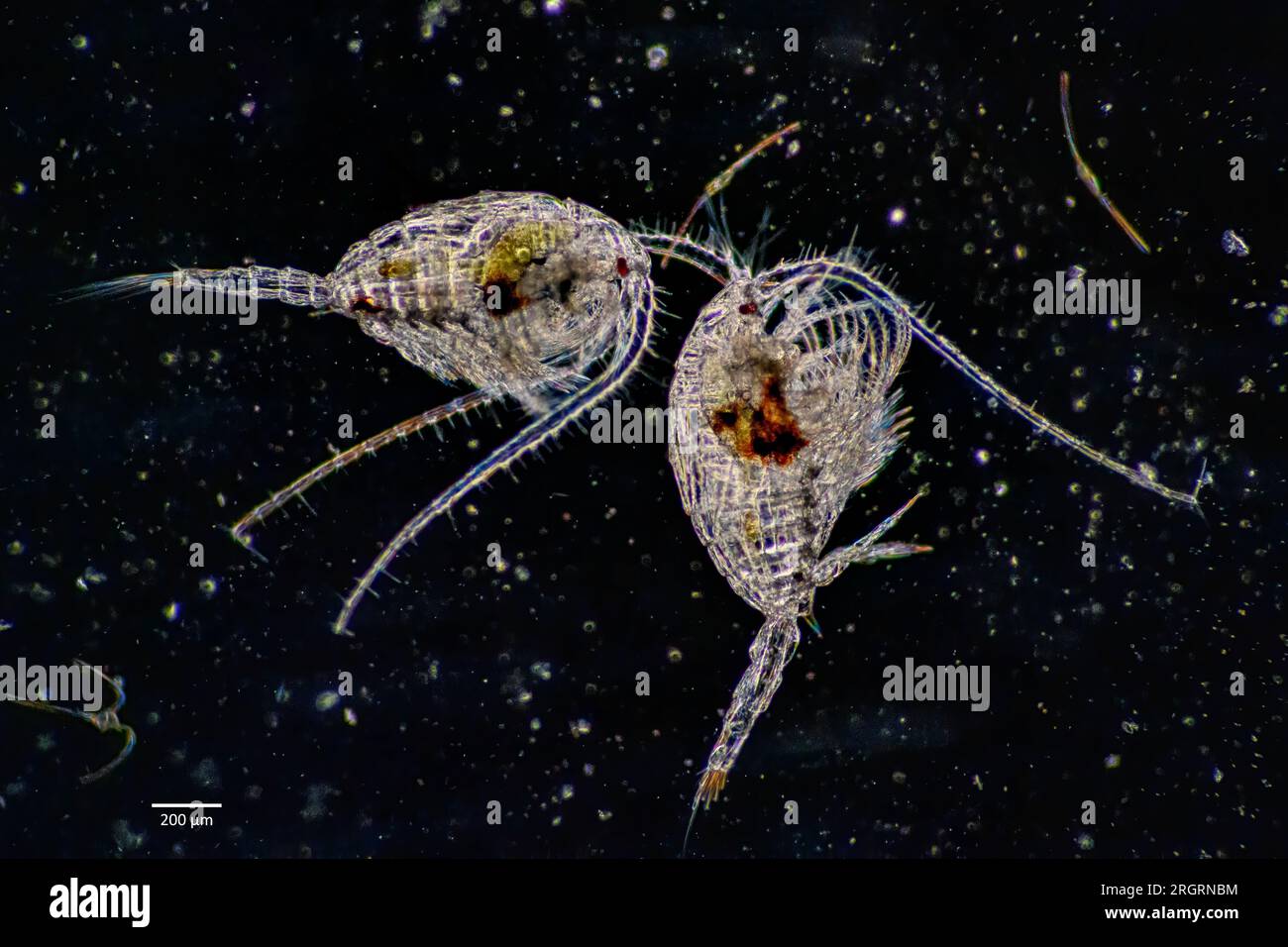 Marine copepods from the order Calanoida, probably genus Temora. Collected from surface water off Hidra, south-western Norway in August. Stock Photo