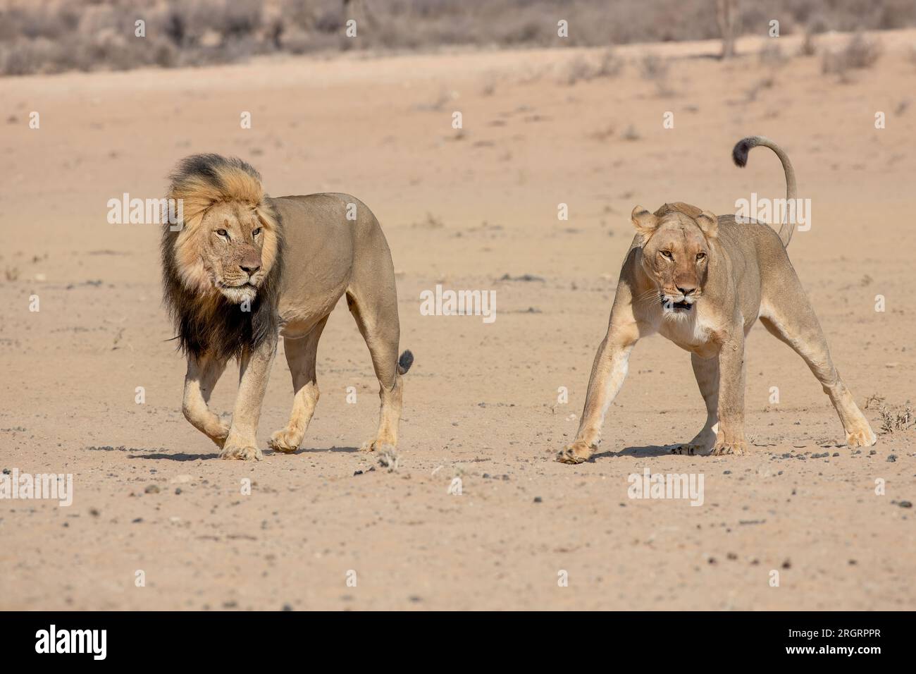 lions in the kgalagadi transfrontier park, south africa Stock Photo