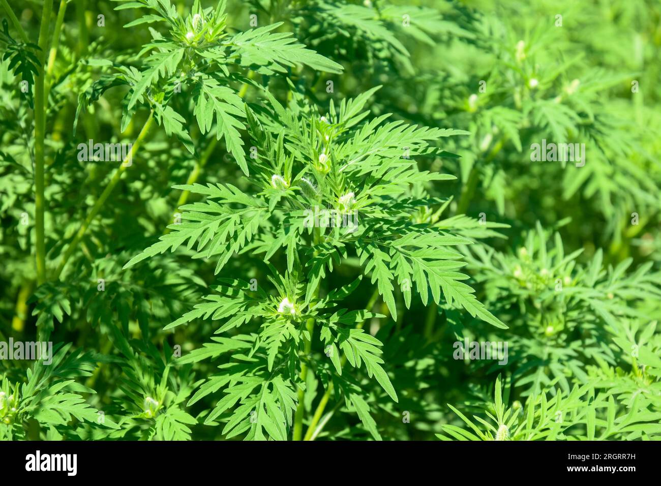 American common ragweed, full frame. Dangerous plant. Ambrosia shrubs