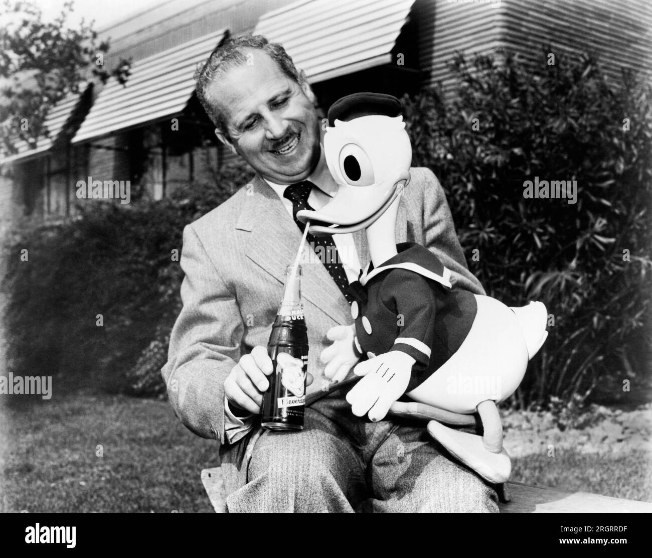 Chattanooga, Tennessee:  1952 Walt Disney cartoon character Donald Duck enjoys a bottle of the new Donald Duck soft drink being produced by General Beverages. They have acquired exclusive rights to a formula ofr a lime flavored cola drink developed by Dr. J. S. Pemberton, the father of the cola industry and the creator of Coca-Cola. Stock Photo