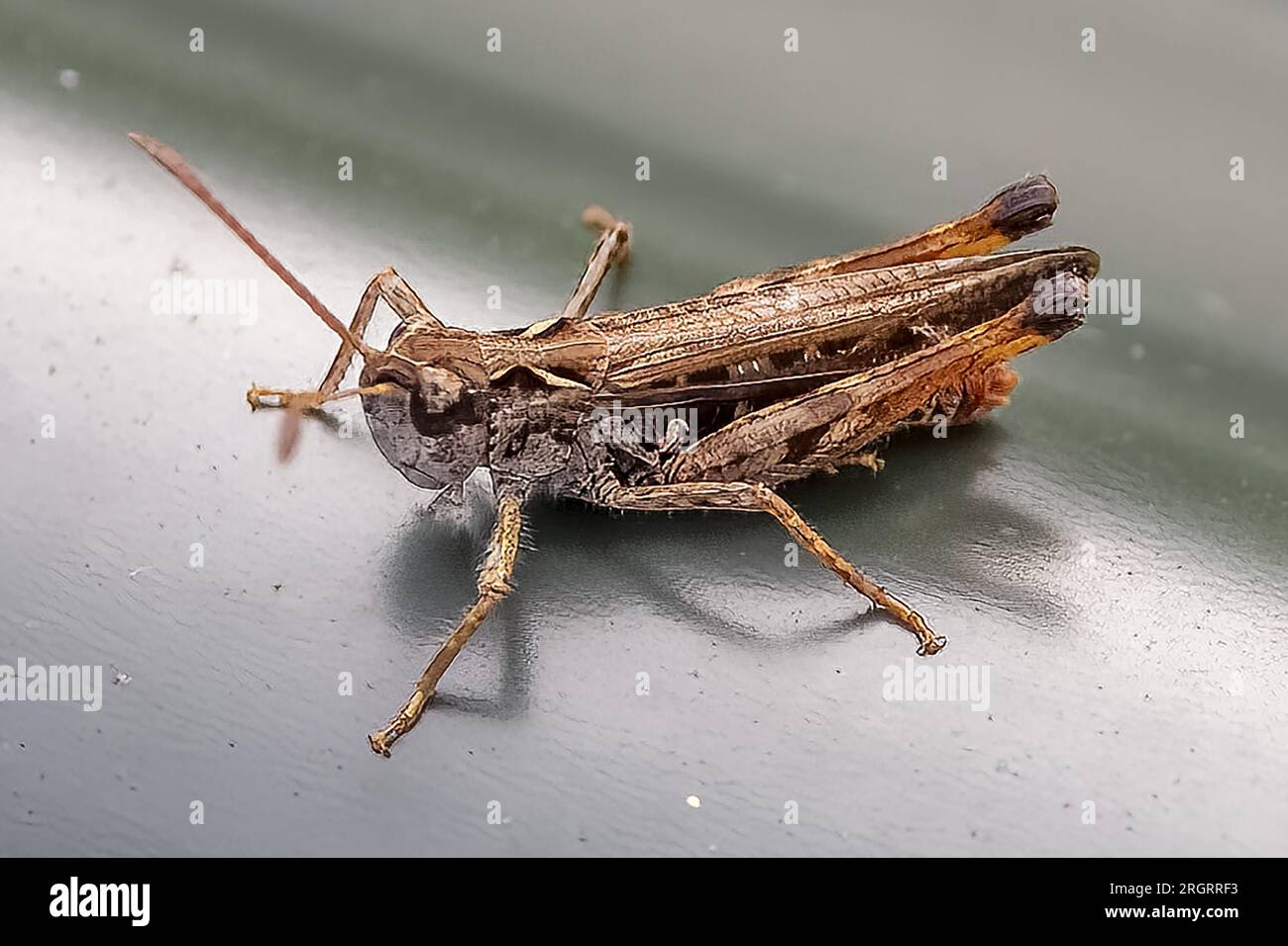 Mottled Grasshopper, on corrugated sheet, RSPB Arne Nature Reserve, Arne, Dorset, UK Stock Photo