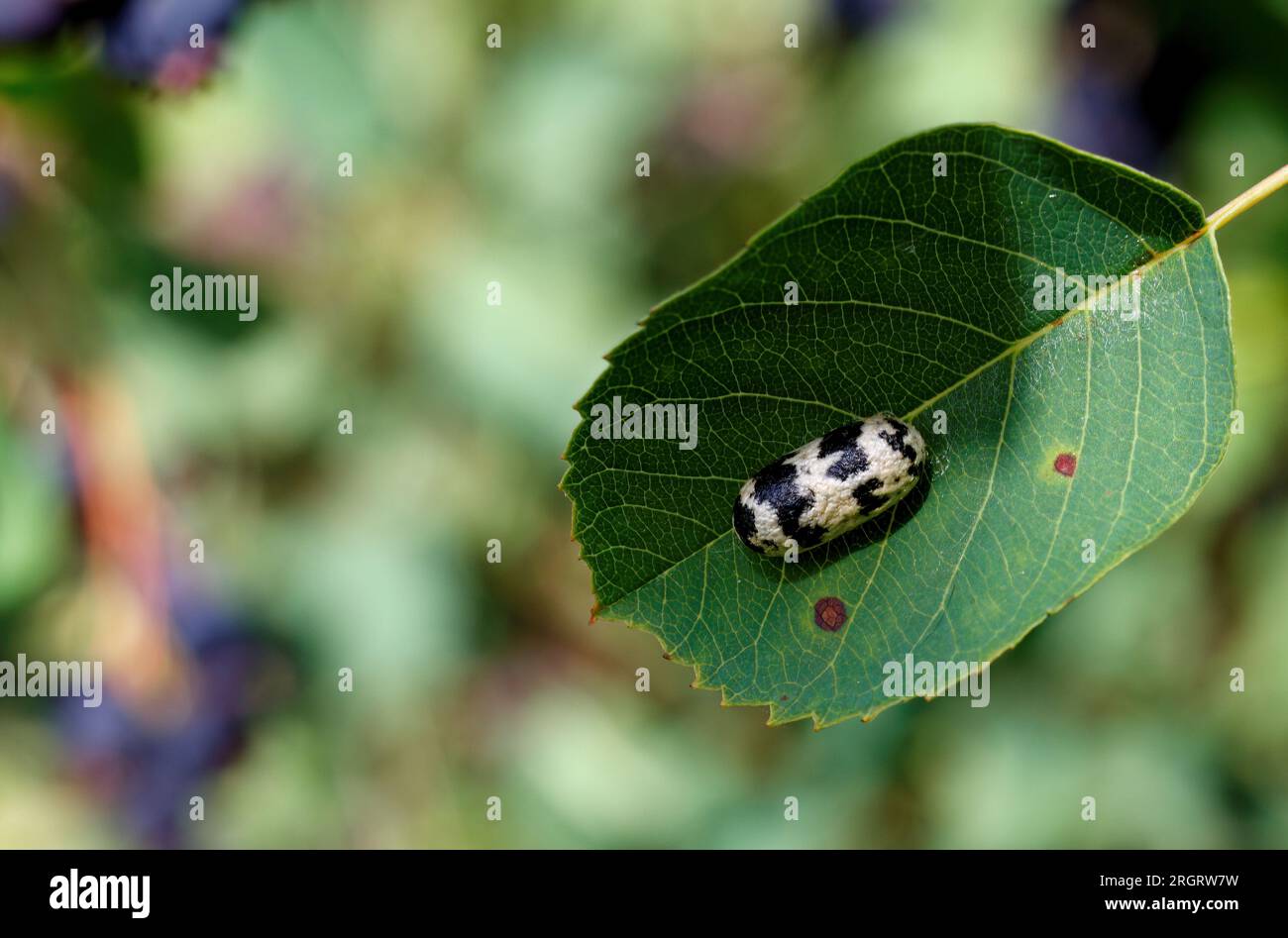 A parasitic wasp cocoon on a green saskatoon leaf Stock Photo - Alamy