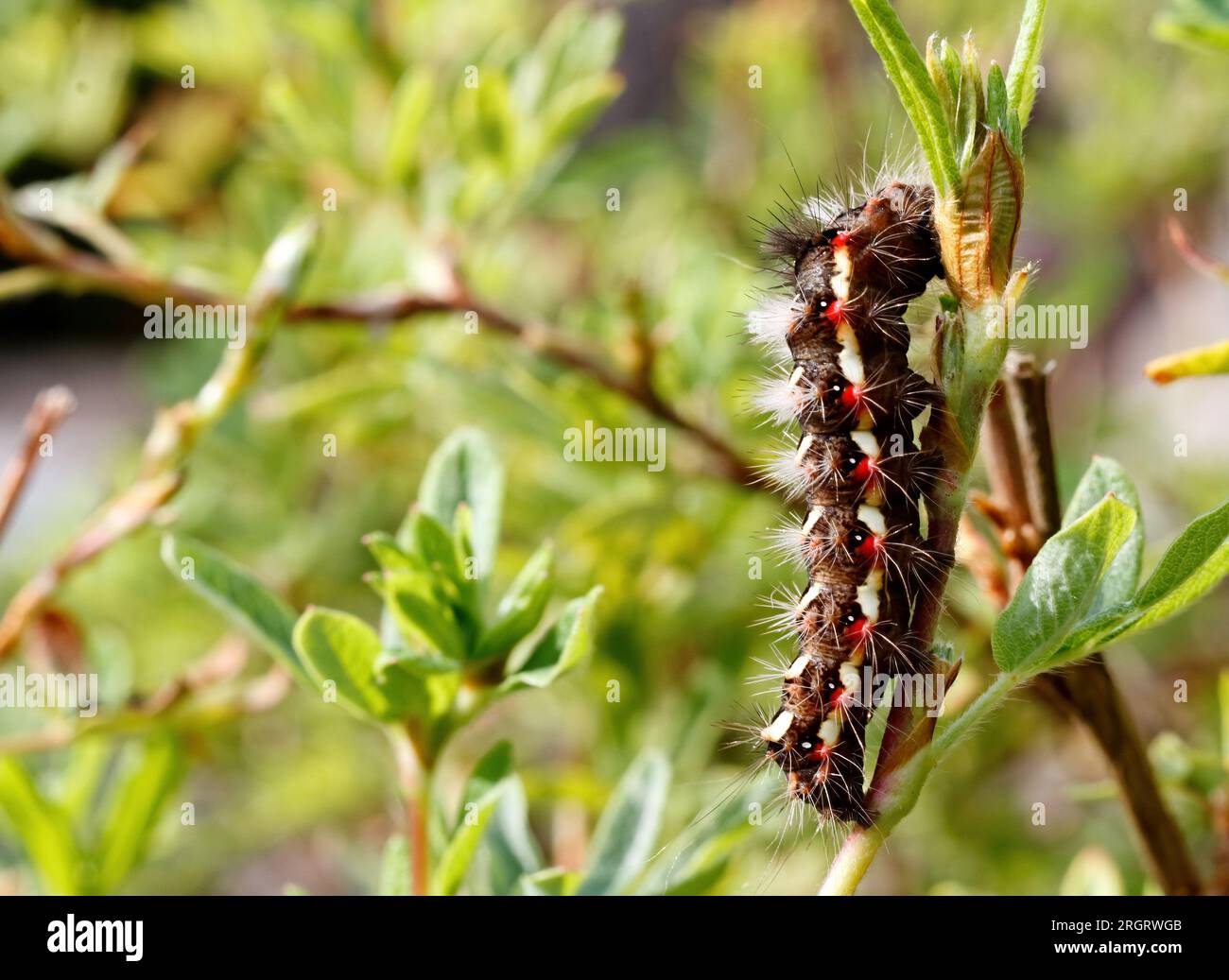 Hairy caterpillar of grass moth with red and white dots on cinquefoil branch Stock Photo