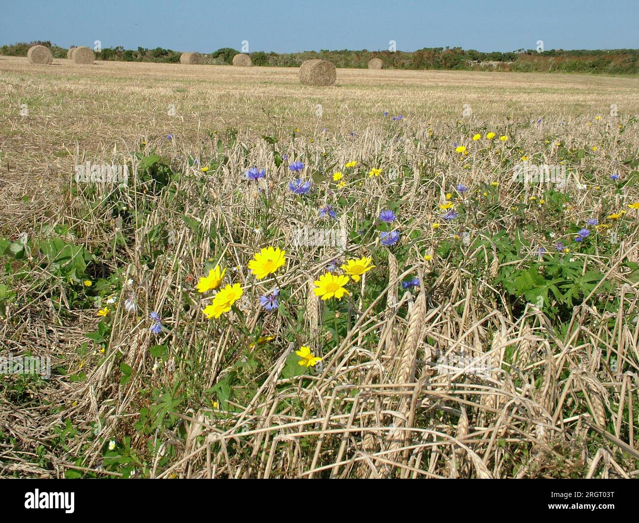 Yellow Corn marigold'Chrysanthemum segetum' and blue wild Cornflower 'Centaurea cyanus' among stubble and ears of corn on the edge of field with large Stock Photo