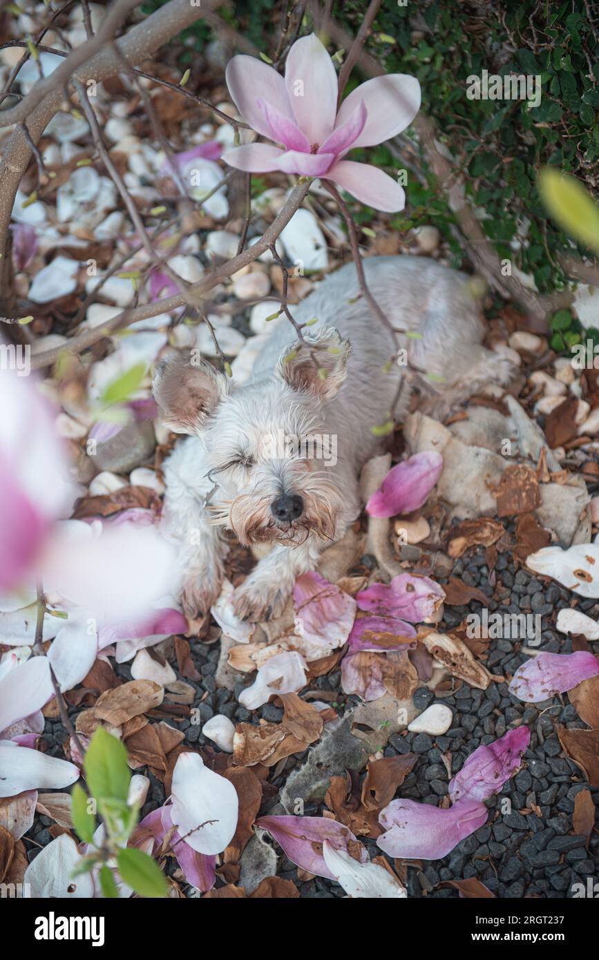 Mini schnauzer with huge eyelashes under a magnolia tree resting Stock Photo