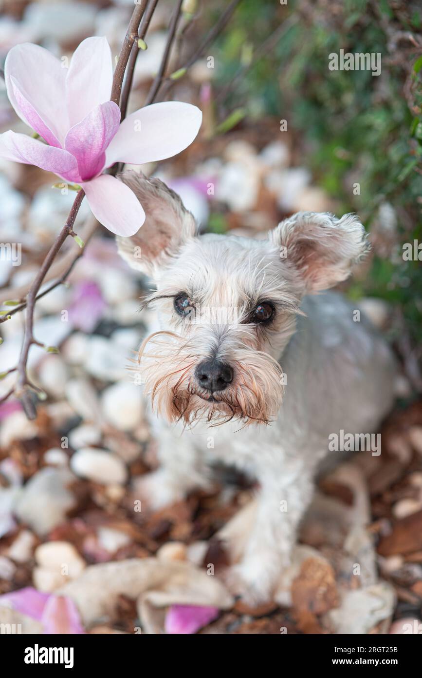 Very sweet mini schnauzer with huge eyelashes under a magnolia tree looking to the camera Stock Photo