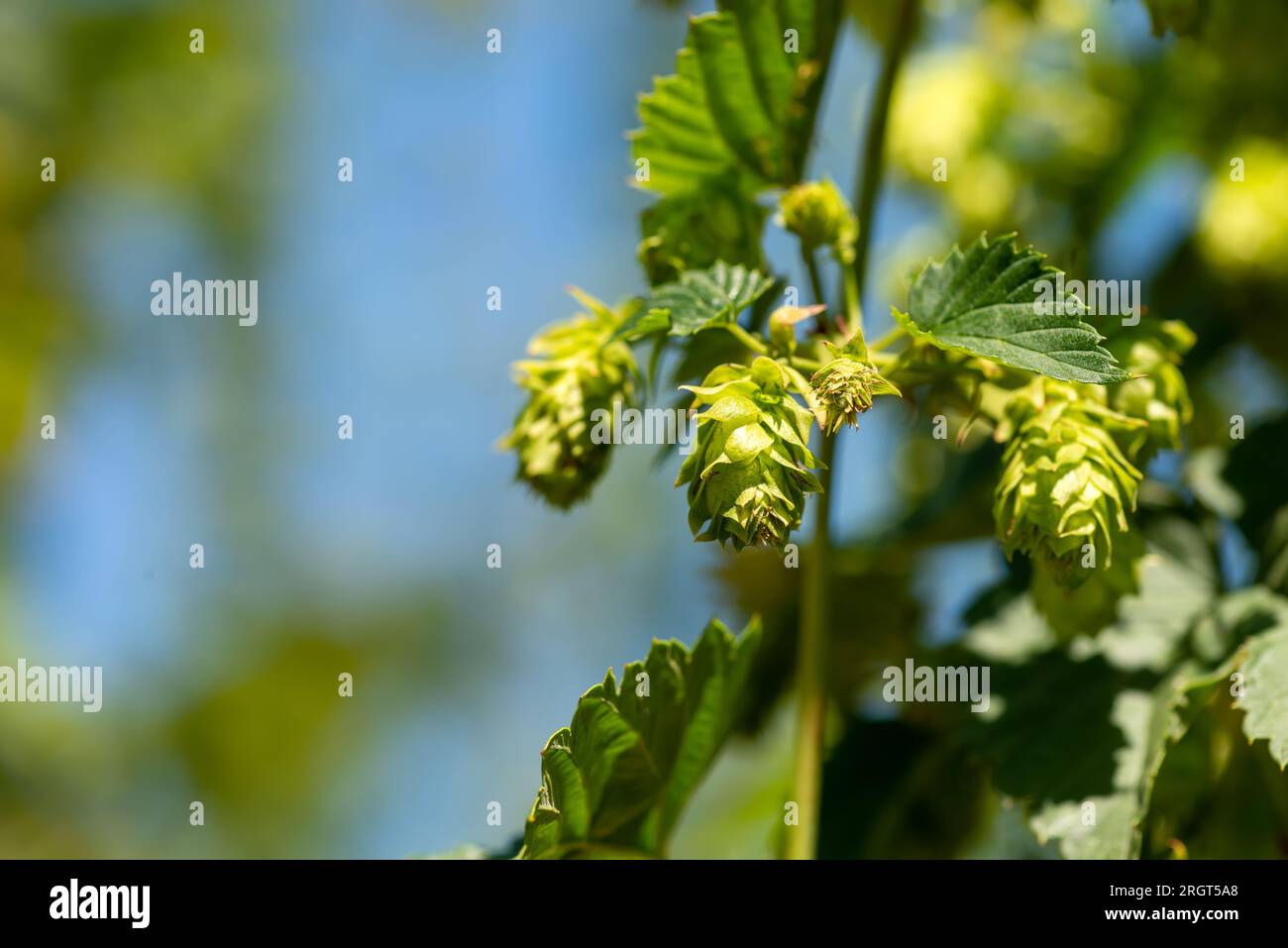 Cones of unripe young hops on a sunny day close-up Stock Photo