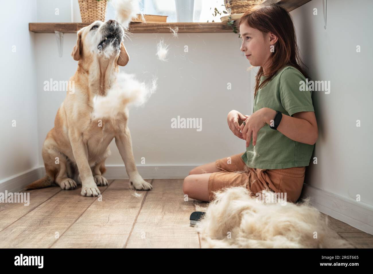 girl combing the hair of her labrador dog. Grooming undercoat dogs