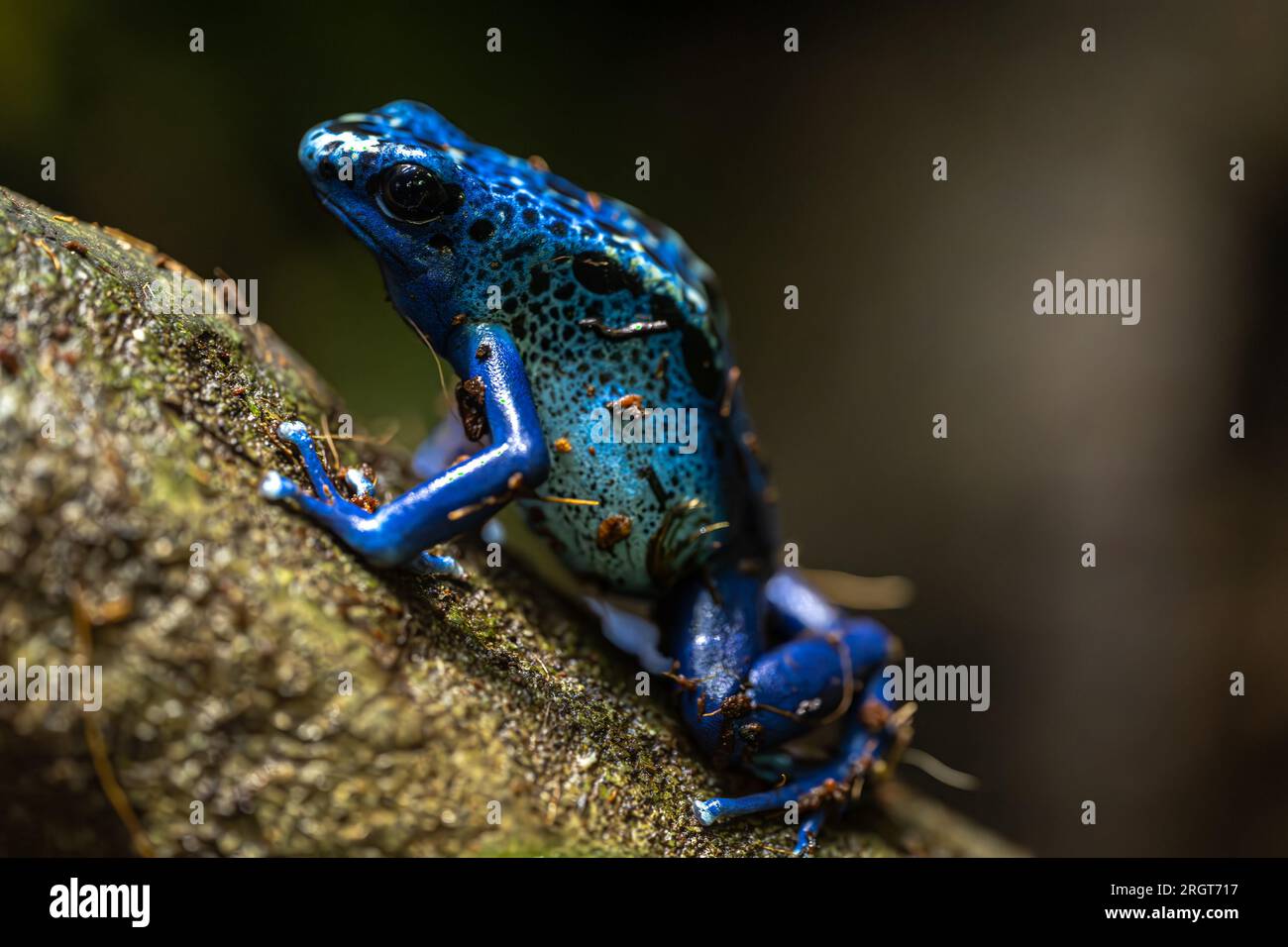 Dyeing Poison Dart Frog (Dendrobates tinctorius Stock Photo Alamy