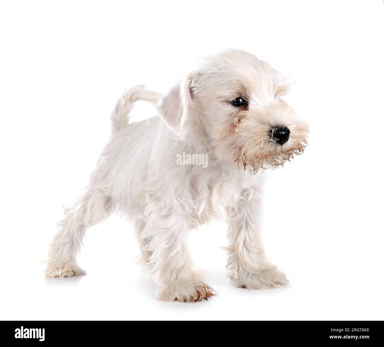 miniature schnauzer in front of white background Stock Photo