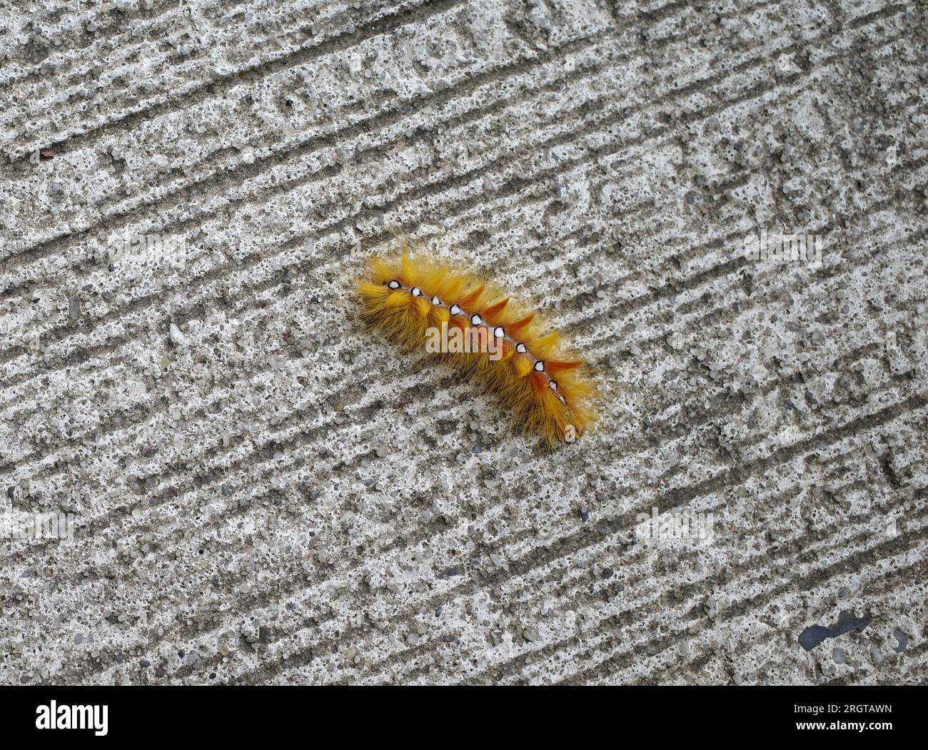 Orange caterpillar of the Sycamore moth Stock Photo