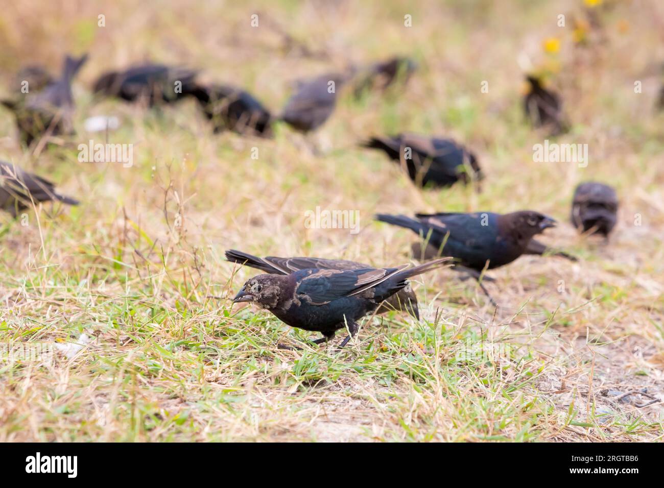 A flock of molting Brown-headed Cowbirds (Molothrus ater) foraging at Assateague Island National Seashore, Maryland Stock Photo