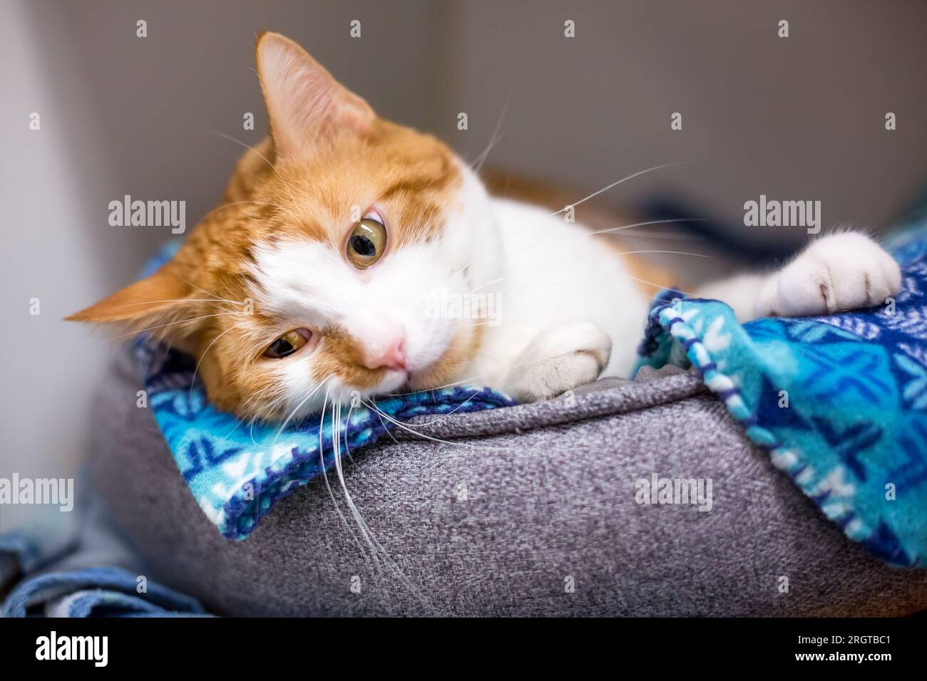 A shorthair cat with orange tabby and white markings lying in a pet bed