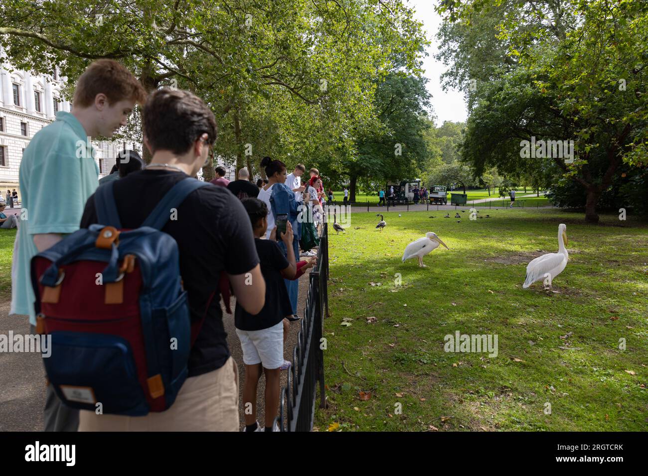 London, UK. 11 August 2023. People are watching pelicans being fed fish by the keeper in St James Park, London. Stock Photo