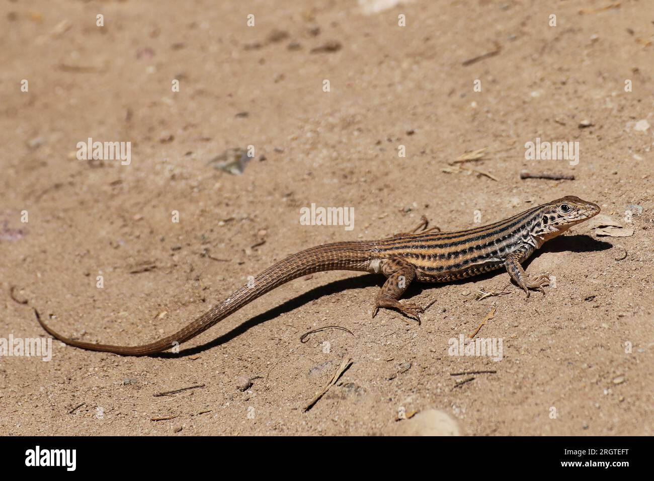 Western Whiptail Lizard sunning itself in an open area. Stock Photo