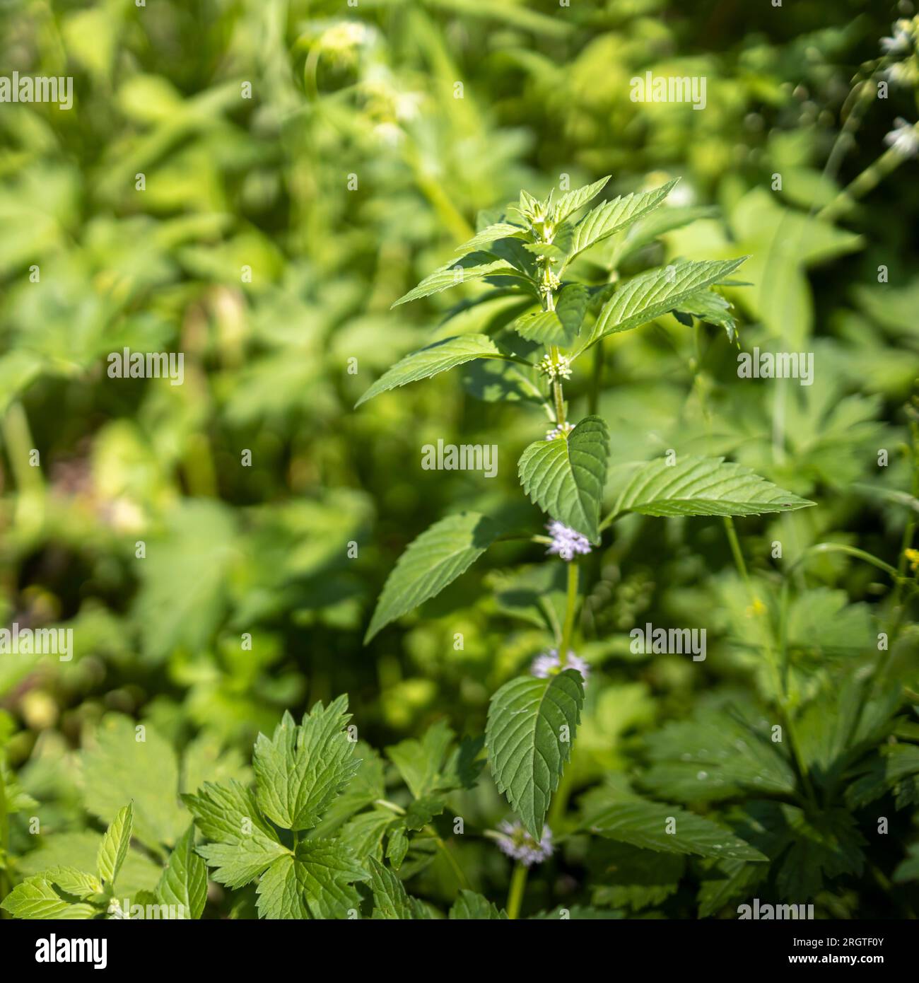 Mentha arvensis, the corn mint, field mint, or wild mint, is a species of flowering plant in the mint family Lamiaceae. Stock Photo