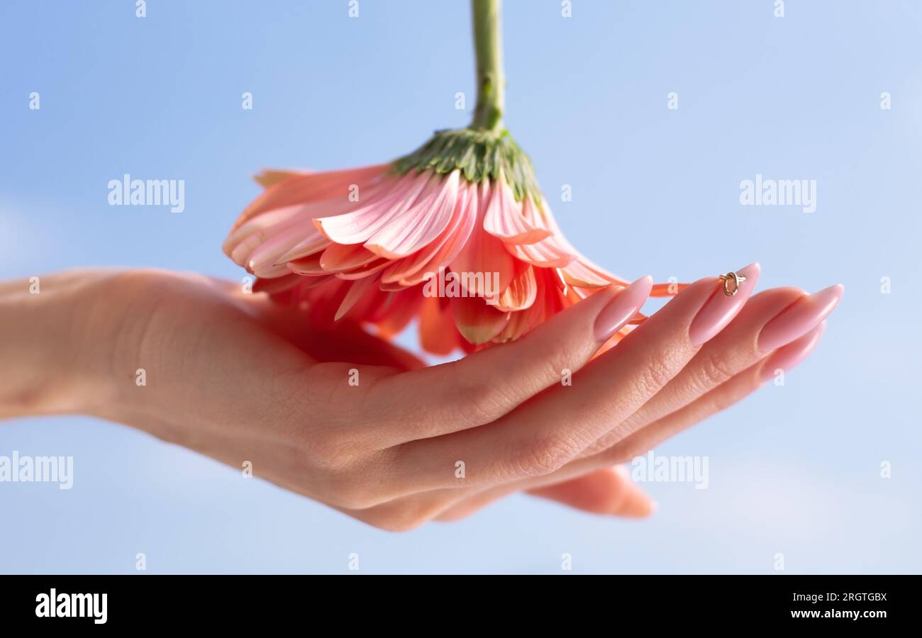 Pink flowers in hand on white background. Beauty and female health concept Stock Photo