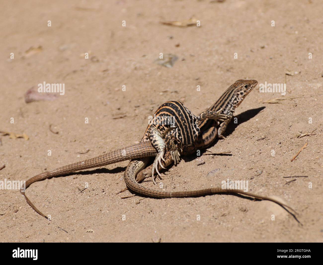A pair of western whiptail lizards mating in the sun Stock Photo
