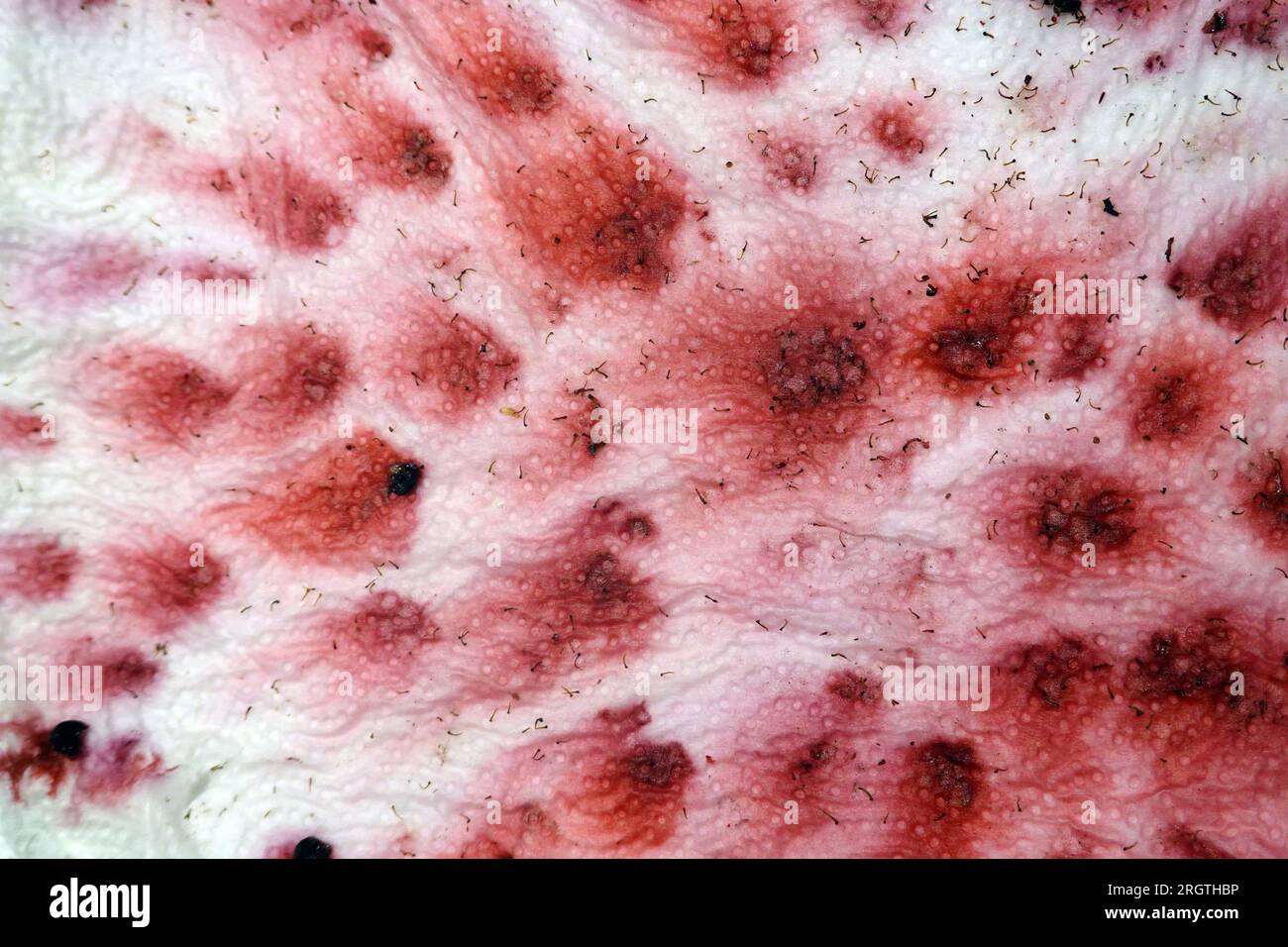 Brombeeren haben ein abstraktes Muster auf einem Küchenkrepp hinterlassen Stock Photo