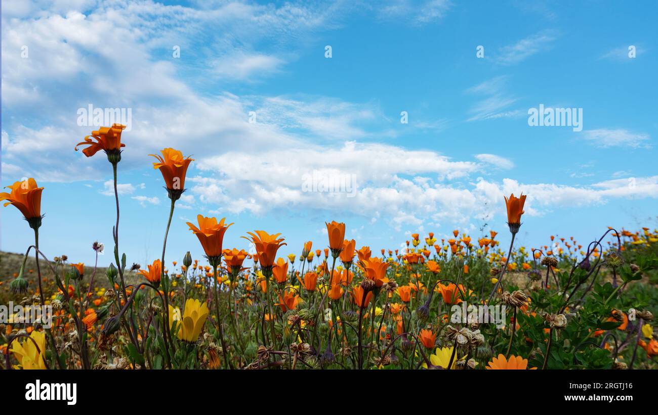 A low angle view of blooming Gazania flowers against a blue sky. Stock Photo