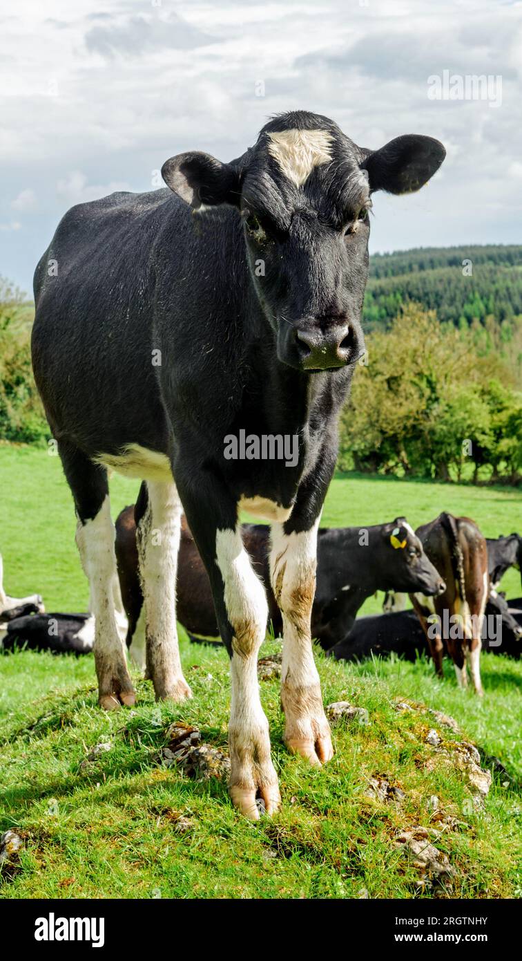 Black cattle grazing in fields hi-res stock photography and images - Alamy