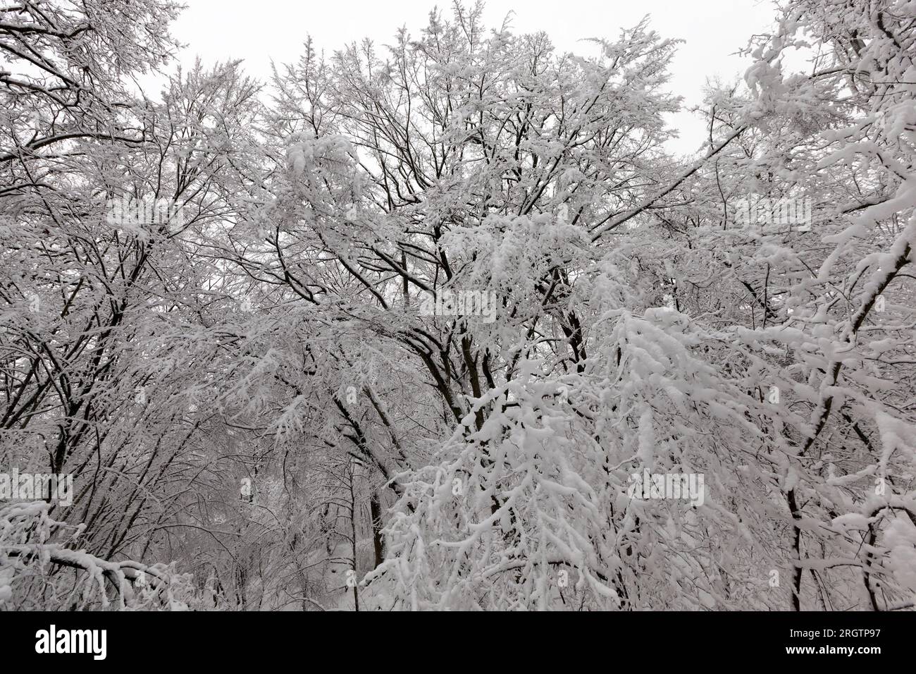 Tree fully covered in hi-res stock photography and images - Alamy