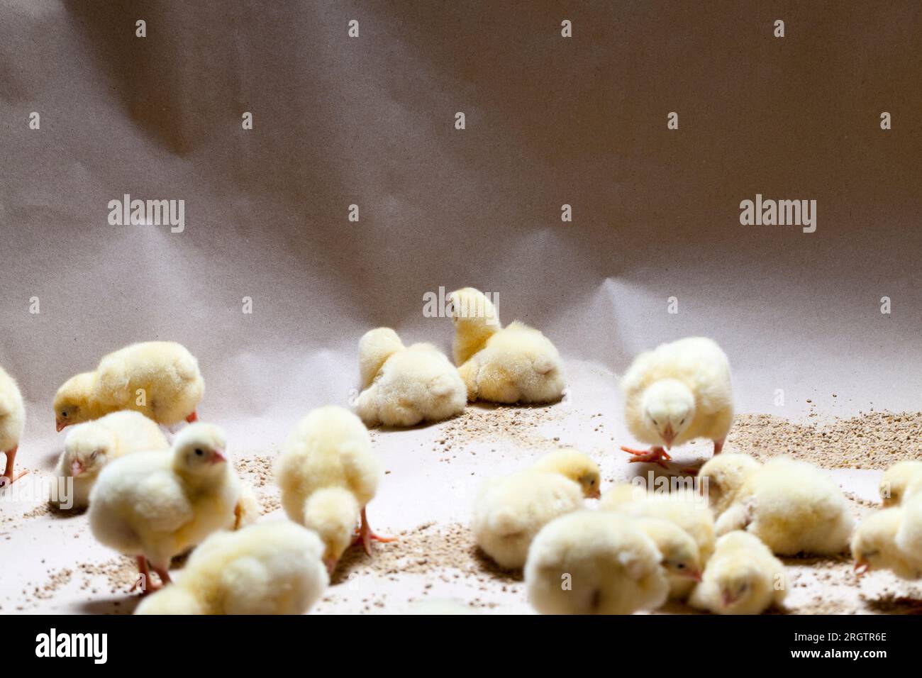 modified improved white meat chicken chicks at a poultry