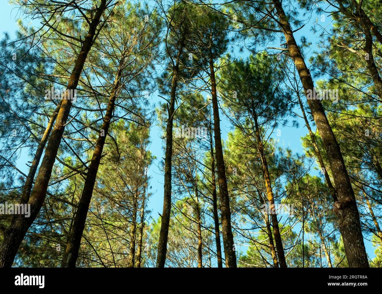 Pinus merkusii, the Merkus pine or Sumatran pine canopy, natural forest background. Stock Photo
