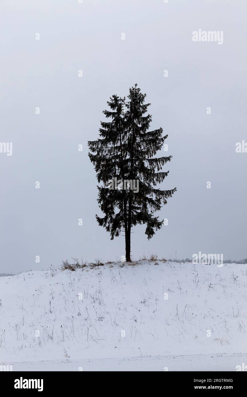 Lone oak tree stands hi-res stock photography and images - Alamy