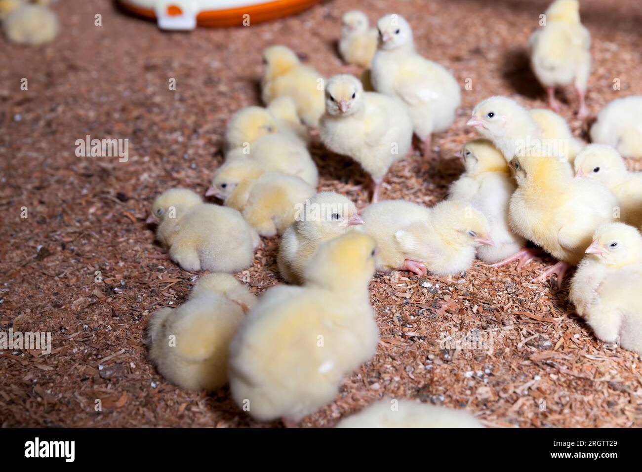 chicken chicks at a poultry farm where broiler chicken is raised for