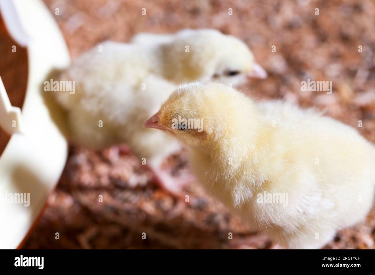 chicken chicks at a poultry farm where broiler chicken is raised for