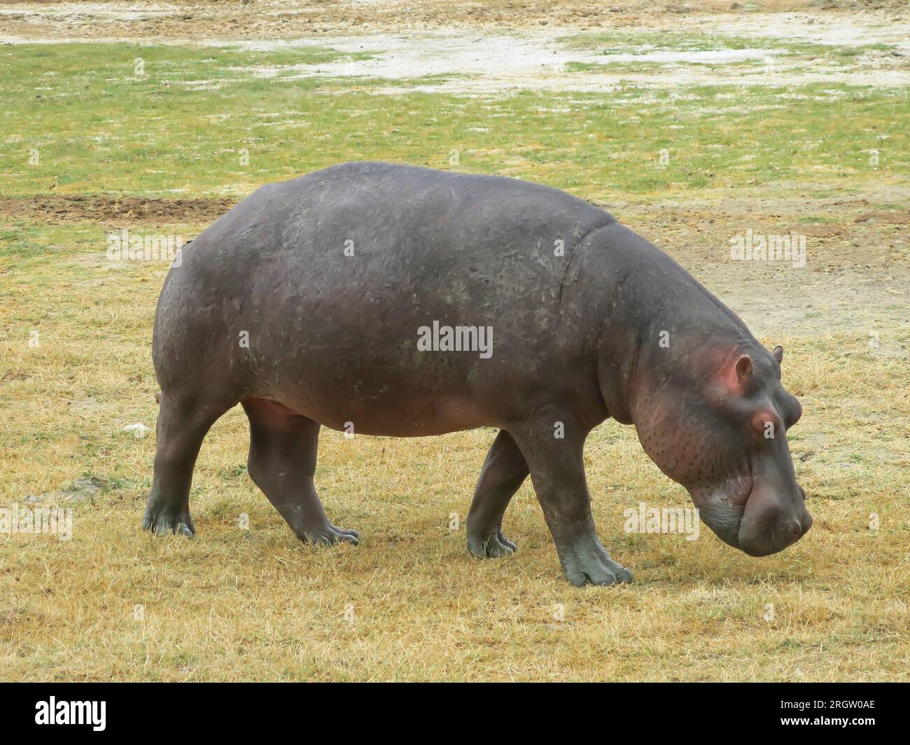 Hippopotamus Finding Nourishment on Flat Land Stock Photo