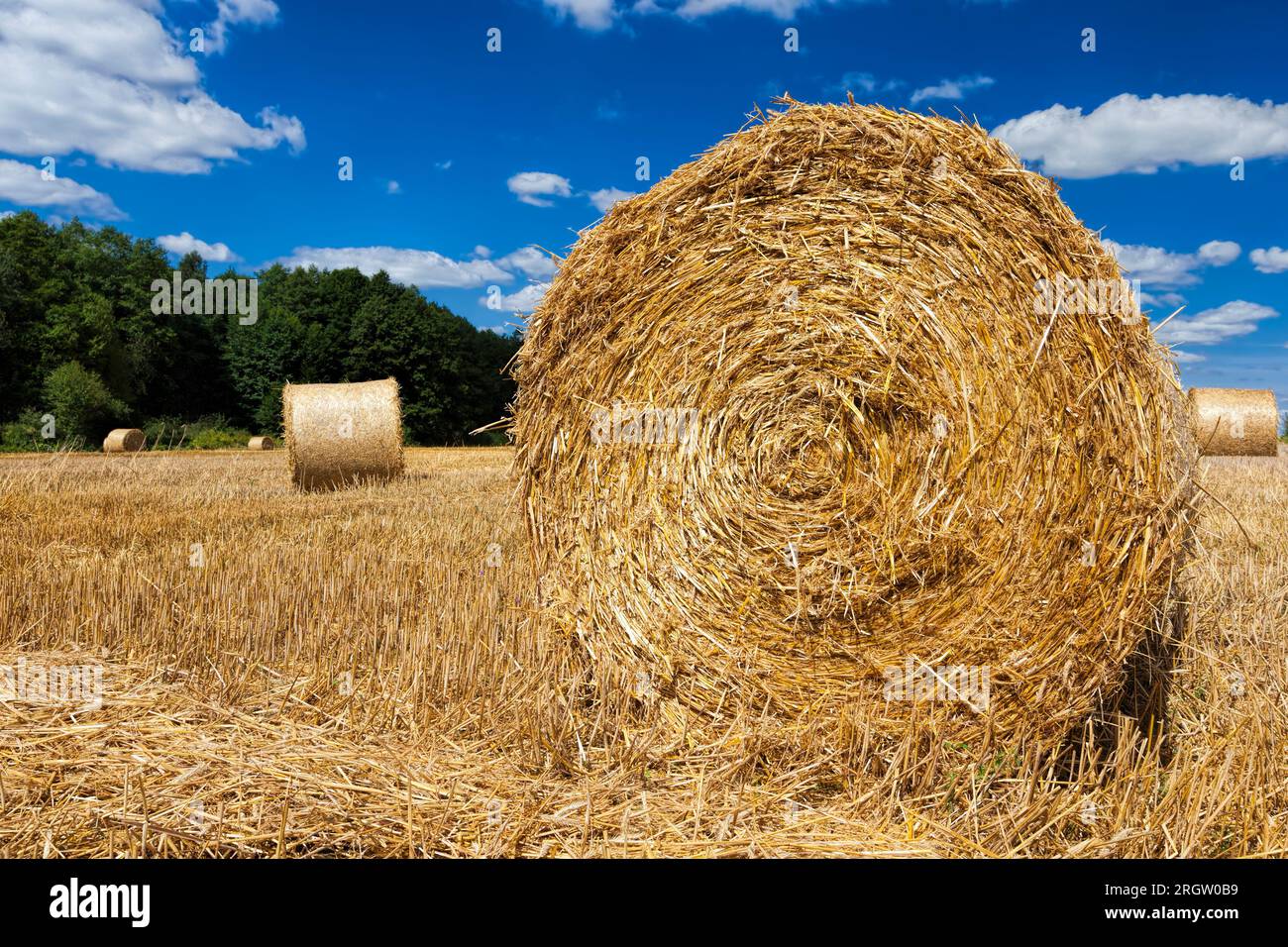 agricultural field with haystacks after the wheat harvest, the wheat ...