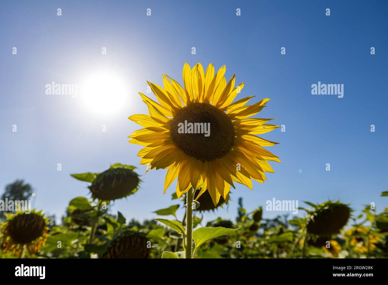 Skassa, Germany. 11th Aug, 2023. A sunflower stands on a field and is illuminated by the sun, while around it some hang their heads. In the next few days, the temperatures in Saxony rise again summerlike. Credit: Daniel Schäfer/dpa/Alamy Live News Stock Photo