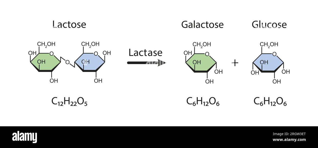 Lactase enzyme action, illustration Stock Photo