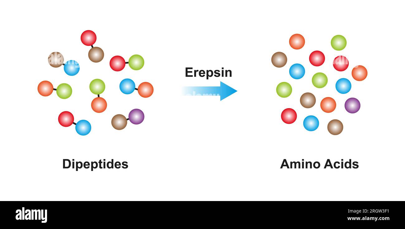 Erepsin enzyme function, illustration Stock Photo Alamy