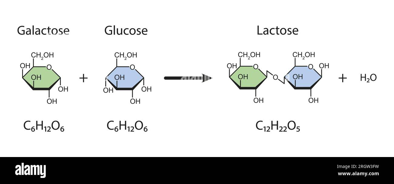 Lactose sugar formation, illustration Stock Photo