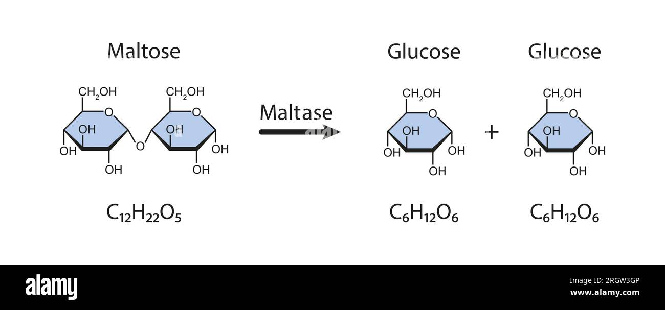 Maltase enzyme action, illustration, illustration Stock Photo