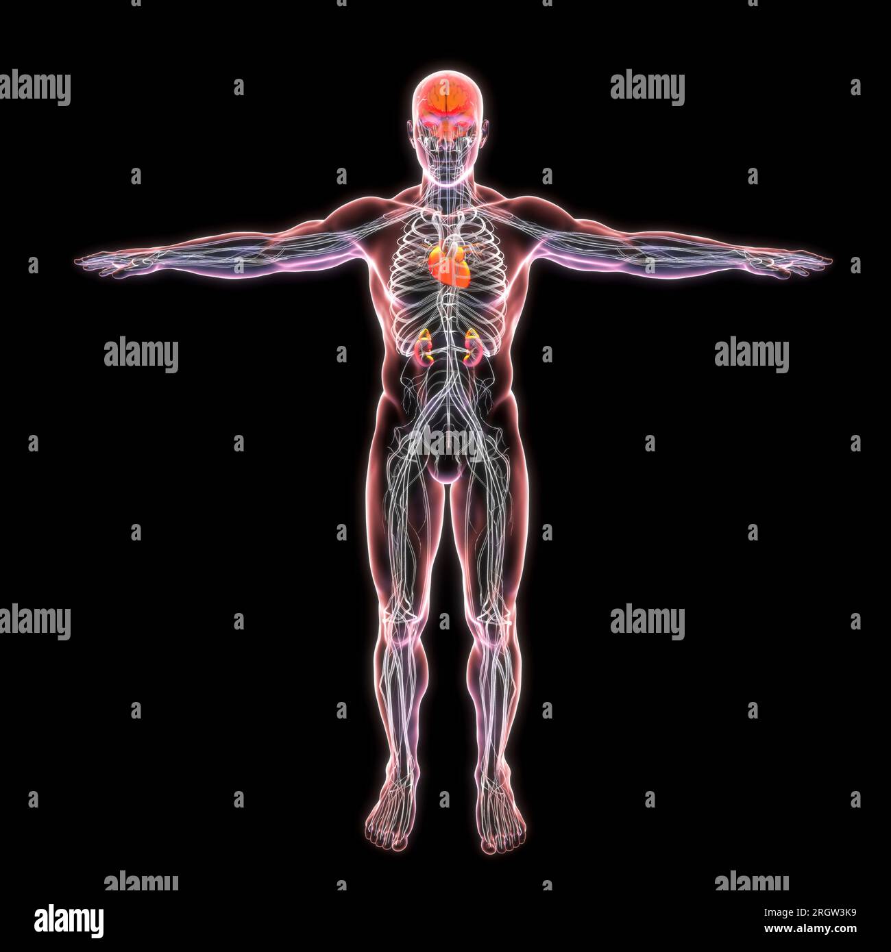 Transparent male body, illustration Stock Photo