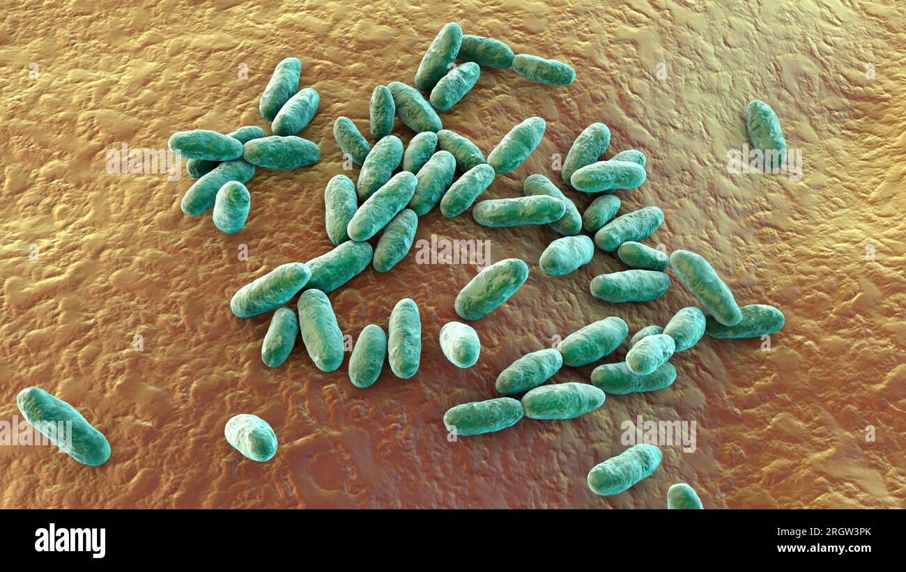 Aeromonas bacteria, illustration Stock Photo