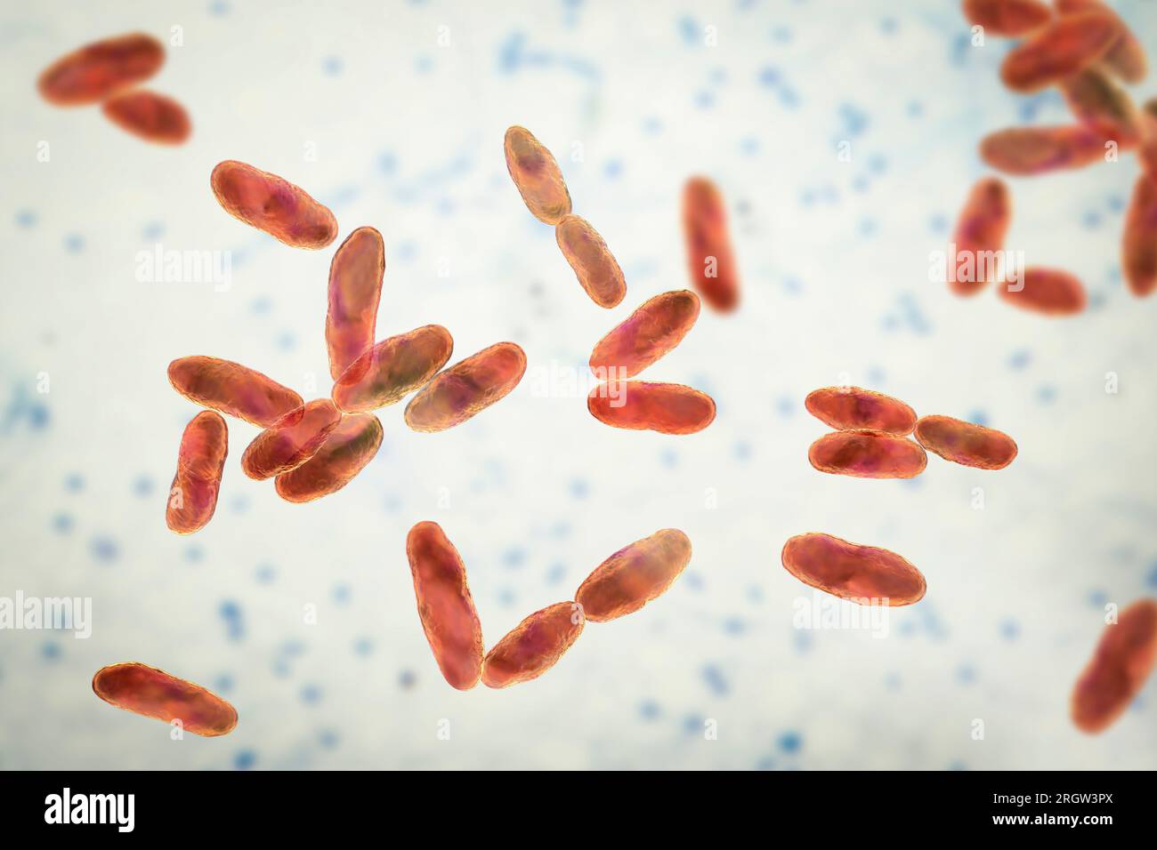 Aeromonas bacteria, illustration Stock Photo