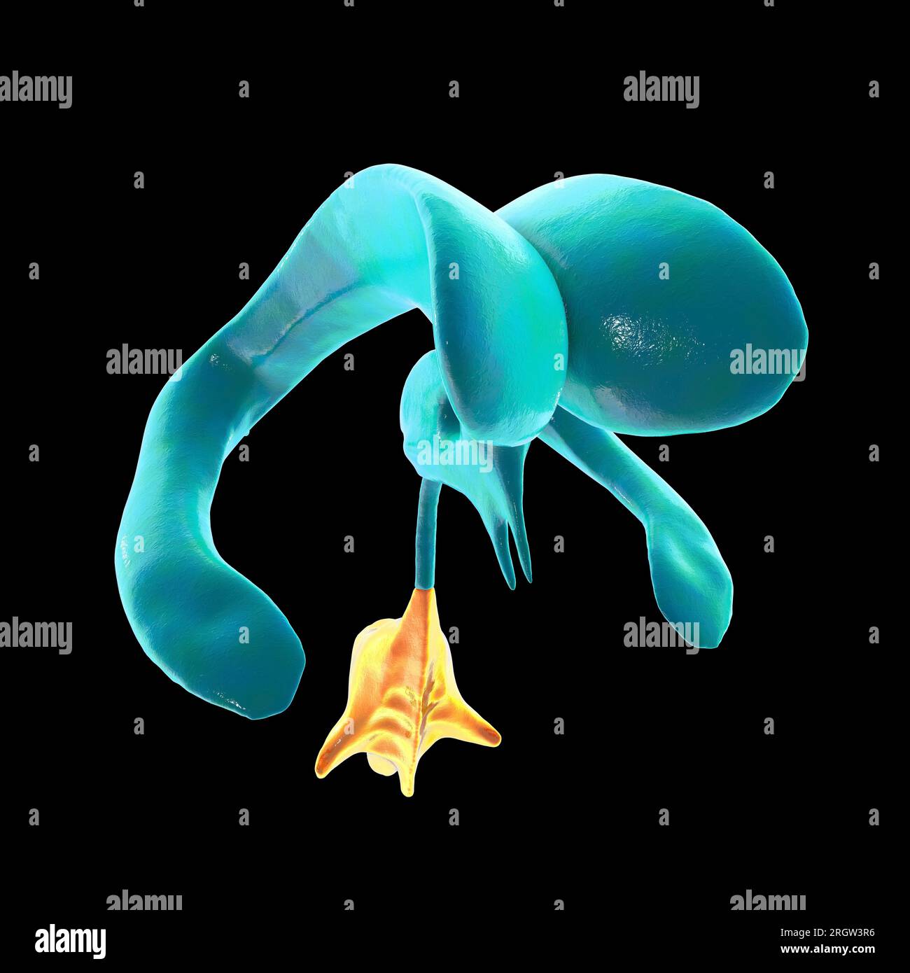 One Fourth Brain Drawing Fourth brain ventricle, illustration Stock Photo - Alamy