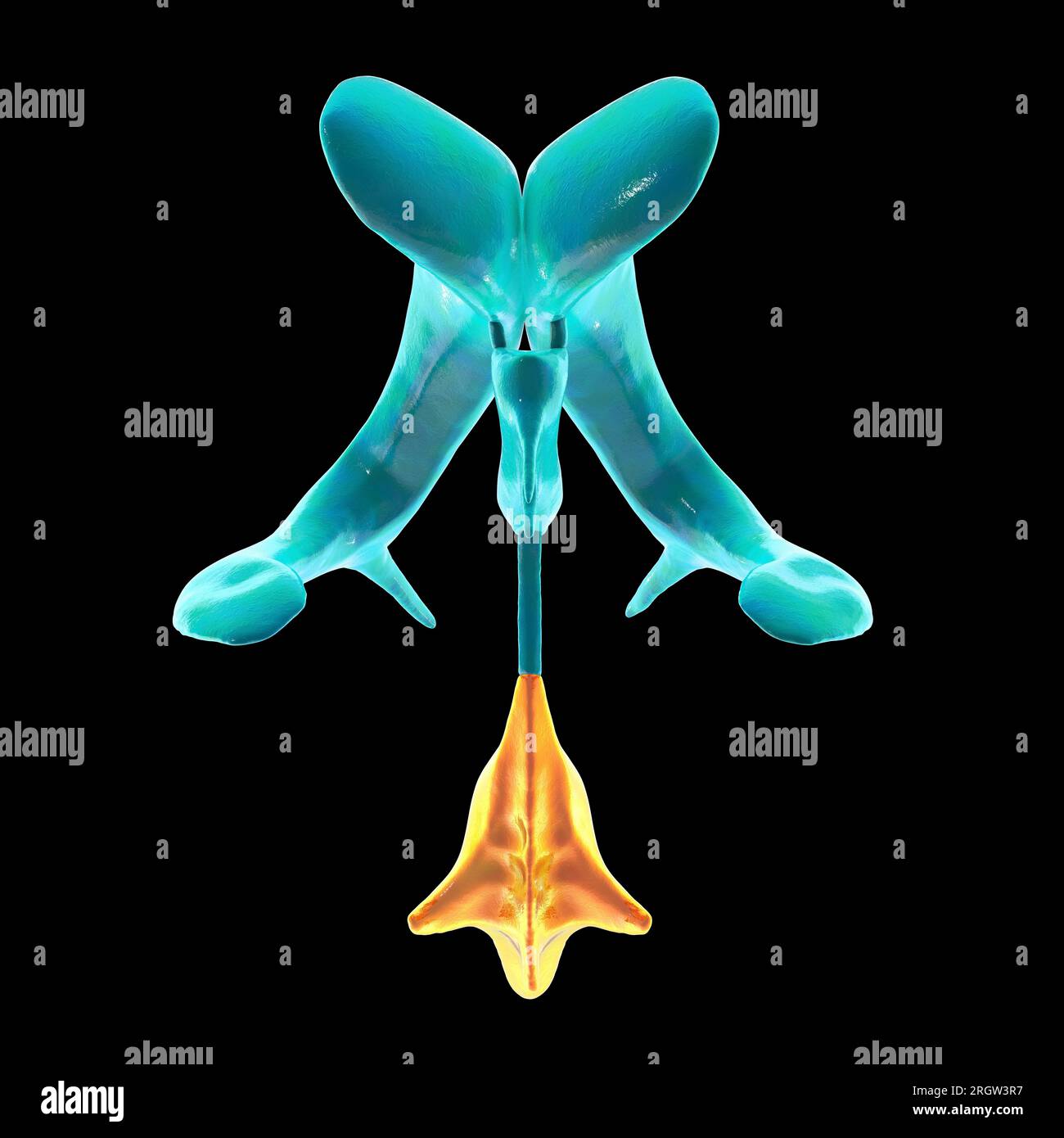 One Fourth Brain Drawing Fourth brain ventricle, illustration Stock Photo - Alamy