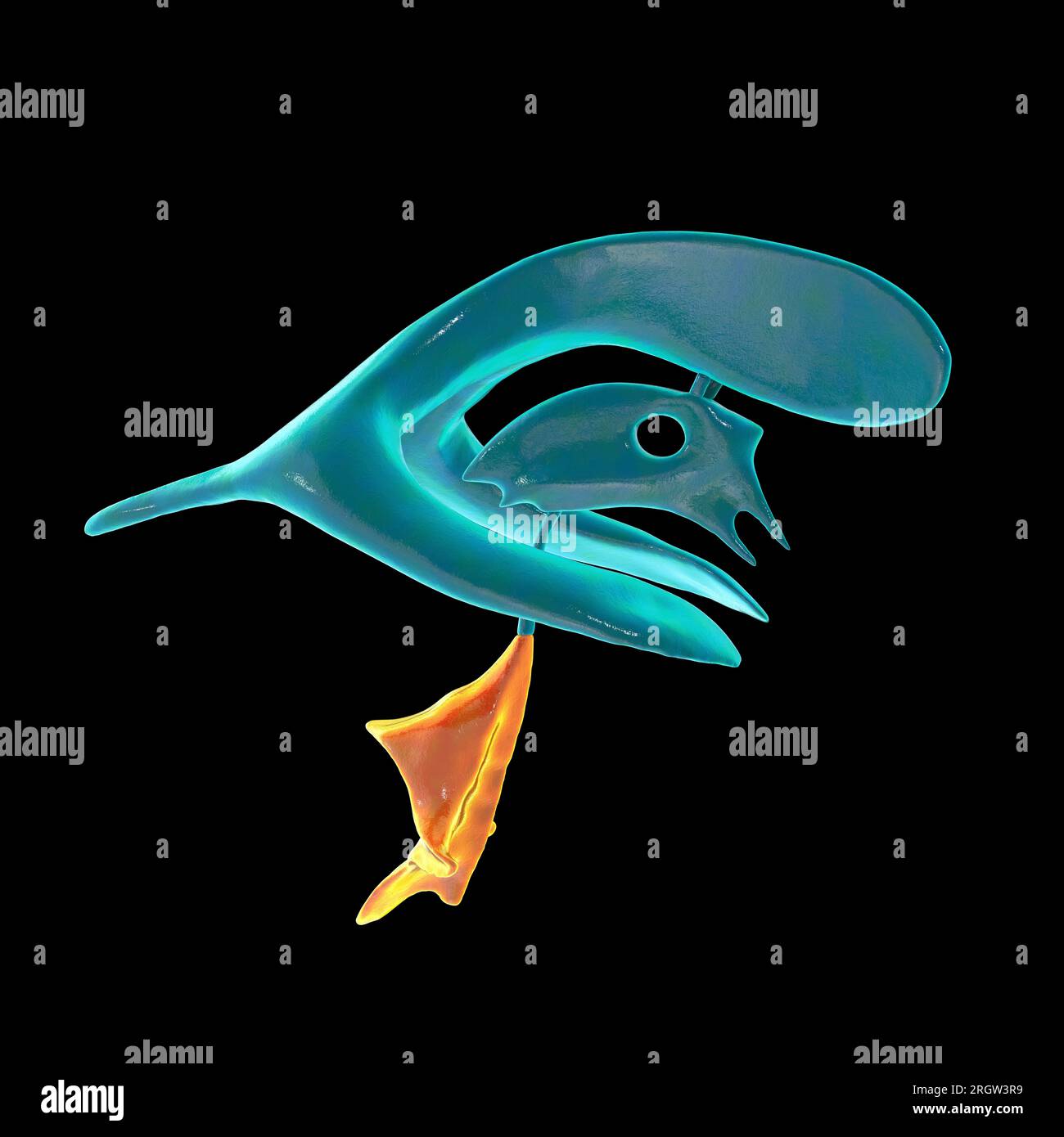 One Fourth Brain Drawing Fourth brain ventricle, illustration Stock Photo - Alamy