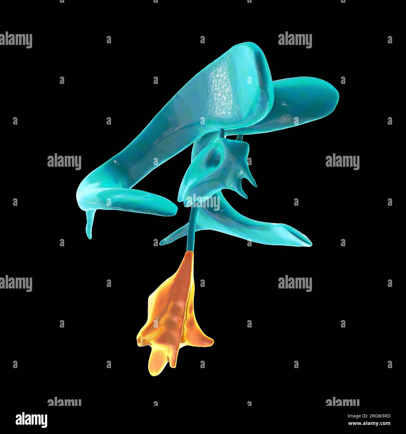 One Fourth Brain Drawing Fourth brain ventricle, illustration Stock Photo - Alamy