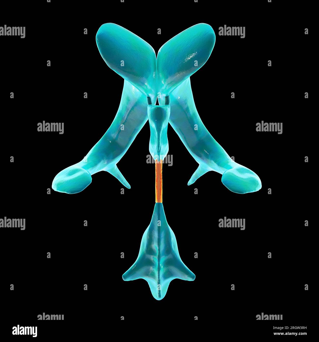 Cerebral aqueduct, illustration Stock Photo Alamy