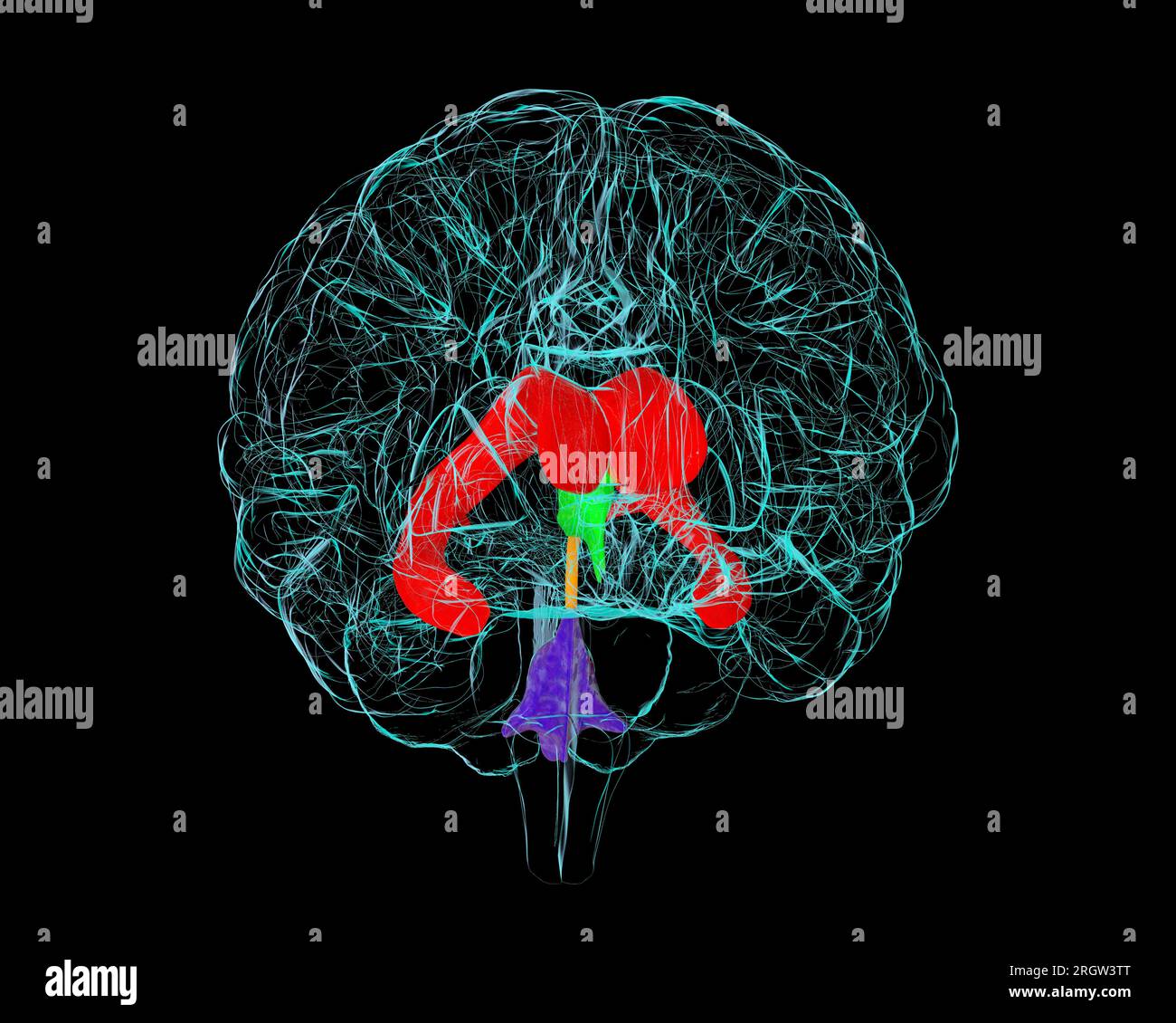 Ventricular System Ventricular System